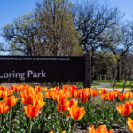 Tulips at Loring Parkin in Minneapolis.