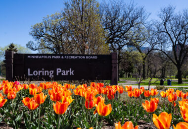 Tulips at Loring Parkin in Minneapolis.