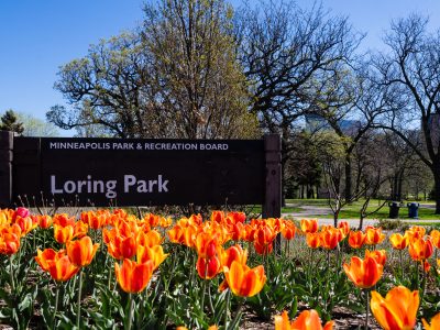 Tulips Bloom Beside the Loring Park Sign