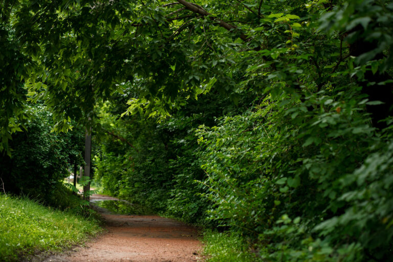 Nicollet Island after a week of rain 3 Heavy rain has really brought out the greenery in the city. At times taking over bike paths such as this one on Nicollet Island.