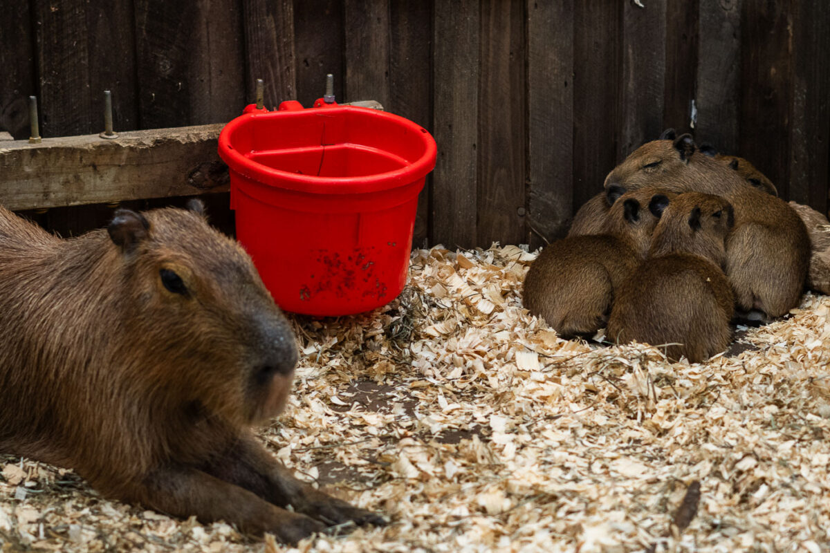 Capybaras in Maplewood Minnesota. I saw these guys when they were first born and they are growing fast!
