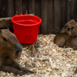 Capybaras in Maplewood Minnesota. I saw these guys when they were first born and they are growing fast!