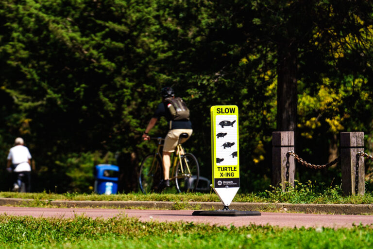 Turtle X-ing at Cedar Lake in Minneapolis 2 A temporary “Turtle X-ing” sign stands beside a paved trail managed by the Minneapolis Park and Recreation Board, reminding cyclists and pedestrians to slow down for turtles crossing the path. Each spring and summer, snapping and painted turtles migrate between nearby lakes and wetlands to lay eggs in sandy soil along the city’s parkways. These seasonal signs are part of Minneapolis’s broader effort to balance recreation with urban wildlife protection, especially around the Chain of Lakes and Minnehaha Creek trail systems.
