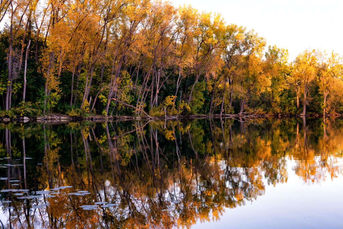 Trees changing colors reflecting on the water of Cedar Lake in Minneapolis.