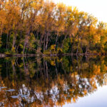 Trees changing colors reflecting on the water of Cedar Lake in Minneapolis.