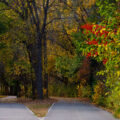 Fall leaves on the Midtown Greenway Oct 2024