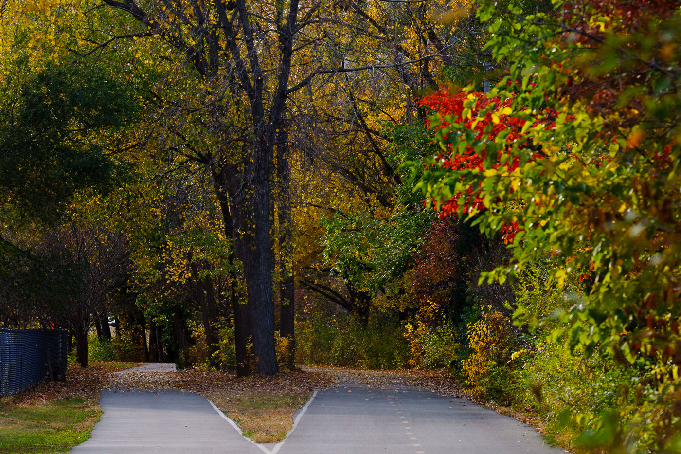 Fall leaves on the Midtown Greenway Oct 2024