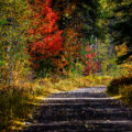 A forest road during fall up in the Superior National Forest in Northern Minnesota.