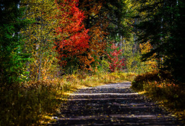 A forest road during fall up in the Superior National Forest in Northern Minnesota.
