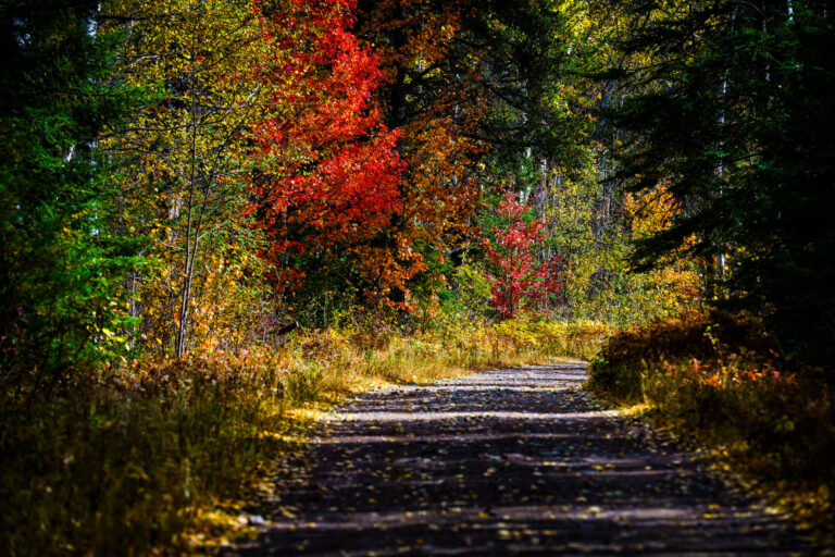 Superior National Forest Road in Autumn, Minnesota 1 A gravel road winds through Superior National Forest in Minnesota during autumn, showcasing vibrant fall foliage.