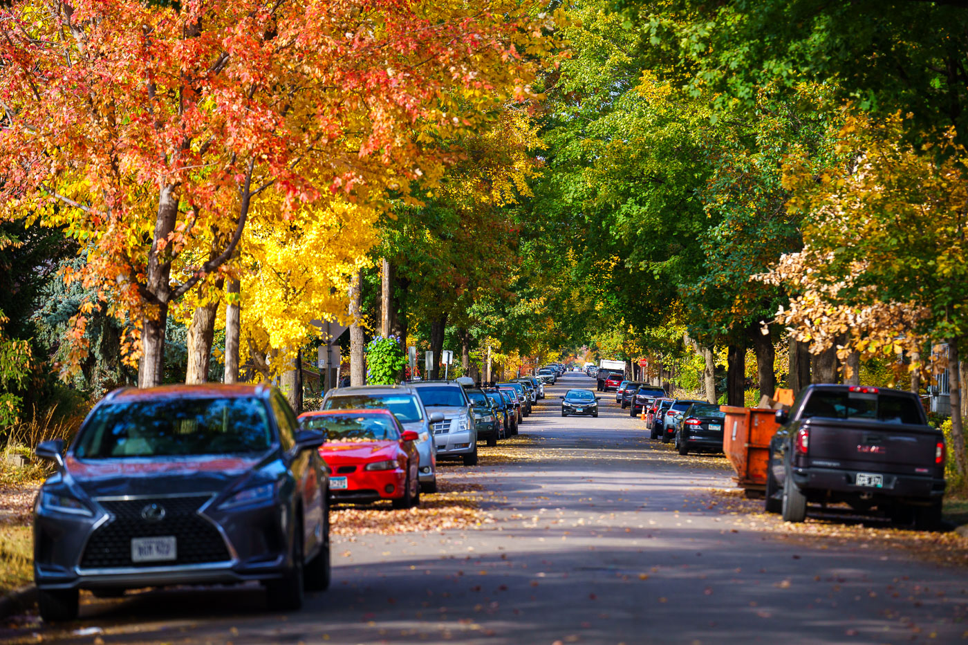 Trees on Harriet Ave in Minneapolis