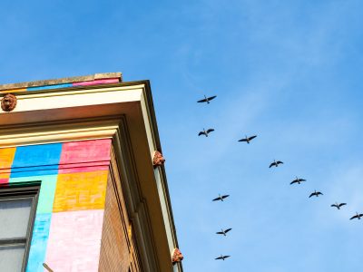Rainbow building and birds in Uptown Minneapolis