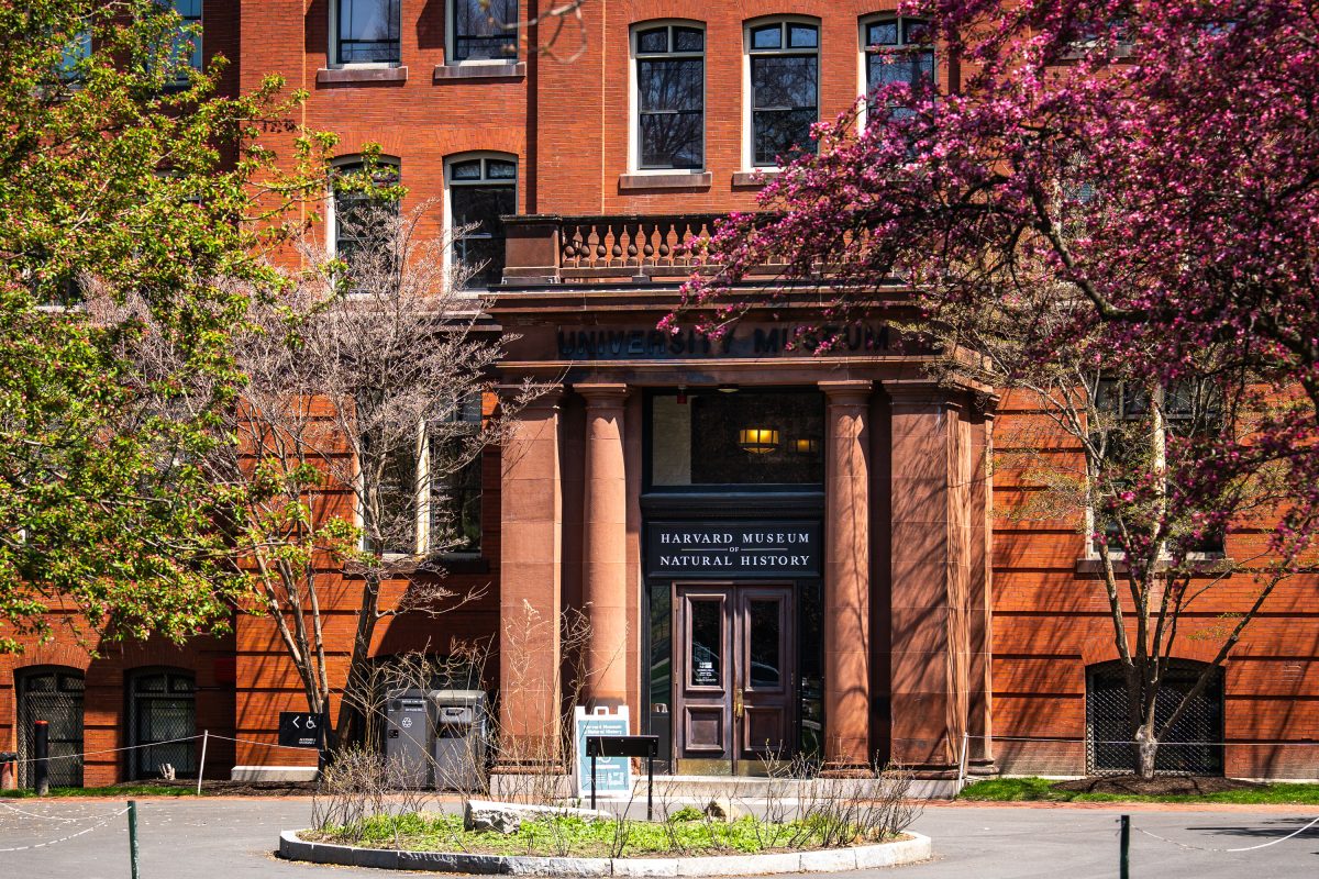 Harvard Museum of Natural History entrance with red brick facade and blooming spring trees.