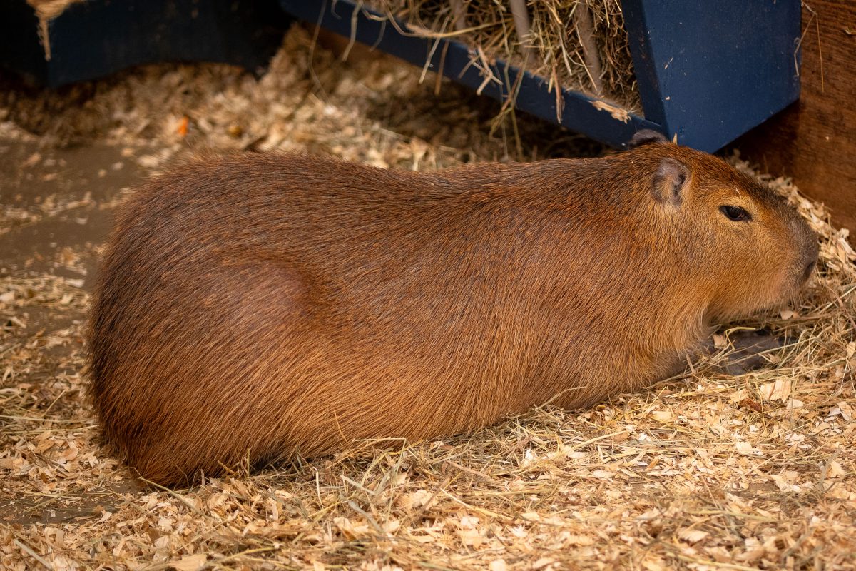 Capybara Resting at Sustainable Safari, Burnsville