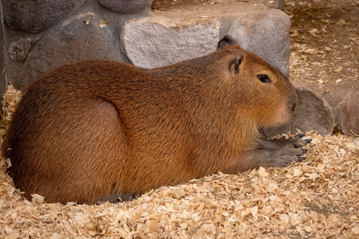 Resting Capybara, Sustainable Safari in Burnsville