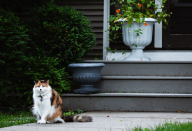 A cat in the front yard of a South Minneapolis home.
