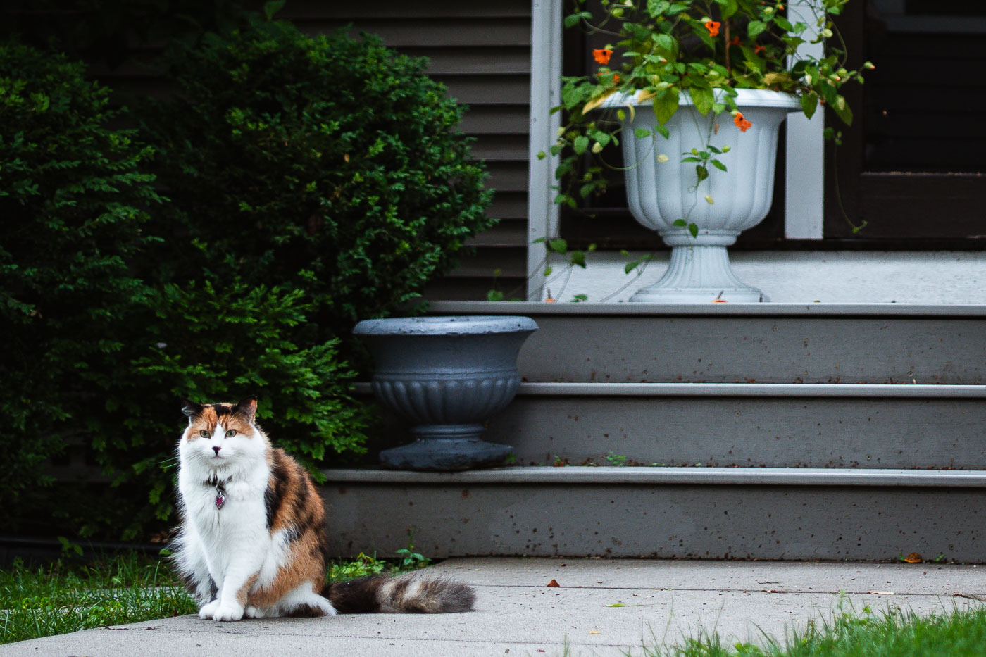 Cat in Minneapolis