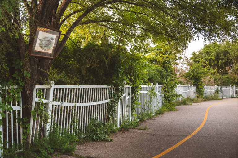 Duck on bike path over Lyndale 1 A frame photo of a duck on a tree. The bike path goes over Lyndale Avenue.