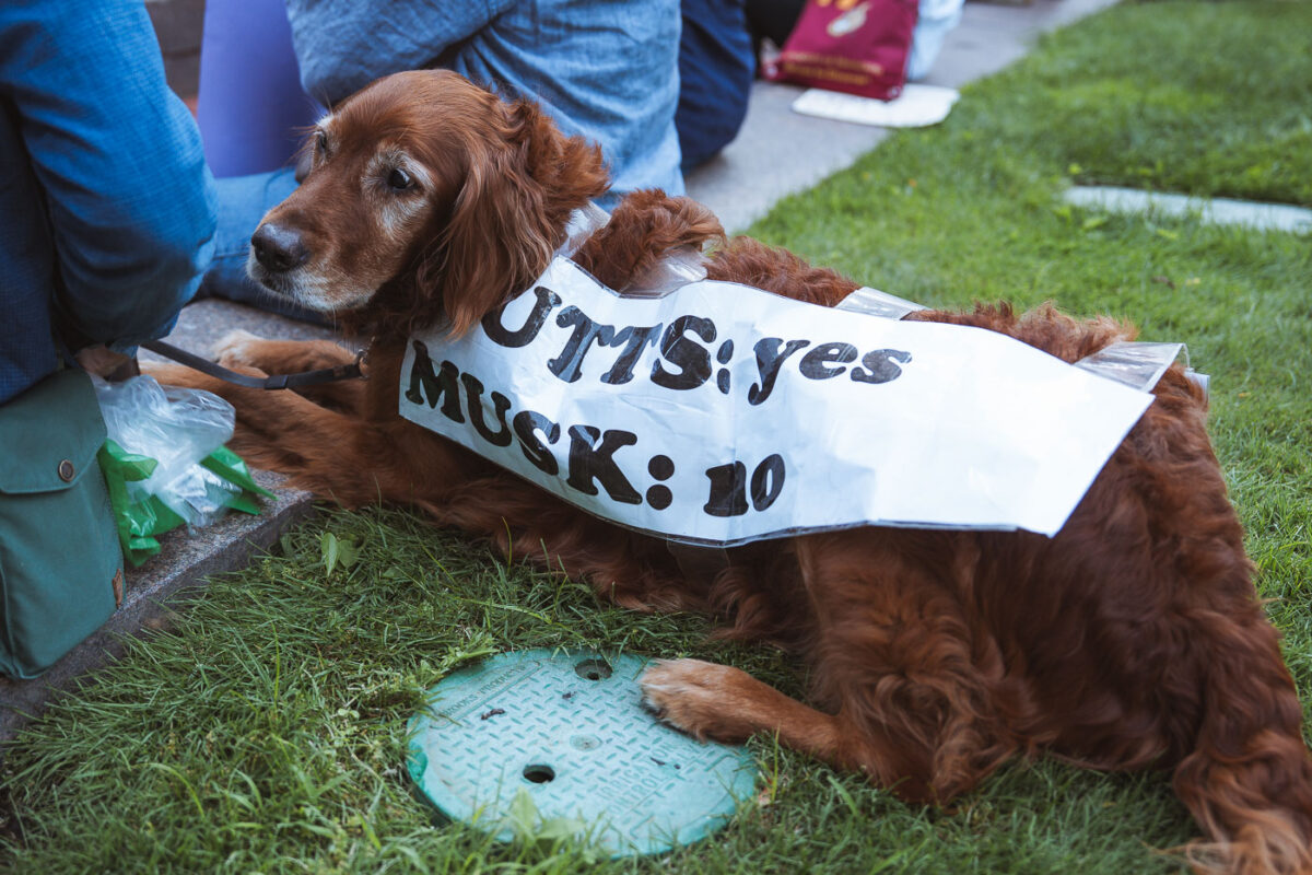 Mutts Yes Musk No Good Trouble Protester in Minneapolis