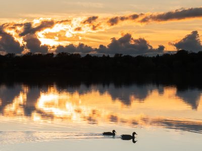 Ducks on Bde Maka Ska