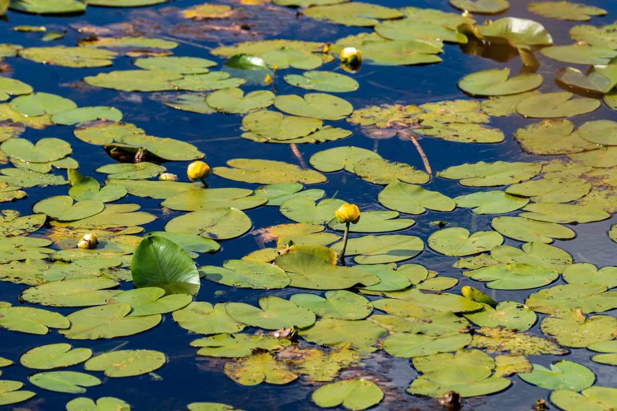 Dense covering of green lily pads and yellow pond lily flowers floating on a calm freshwater pond.