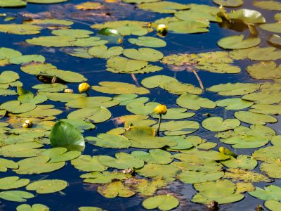Yellow Pond Lilies and Lily Pads on Still Water