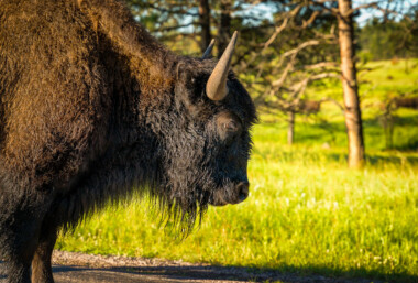 Large bison in Custer State Park in Custer, South Dakota Large bison in Custer State Park in Custer, South Dakota