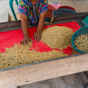 A woman sorts out coffee beans at the La Voz Coffee Cooperative in San Juan Guatemala. A woman sorts out coffee beans at the La Voz Coffee Cooperative in San Juan Guatemala.